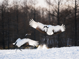 丹顶鹤自然公园