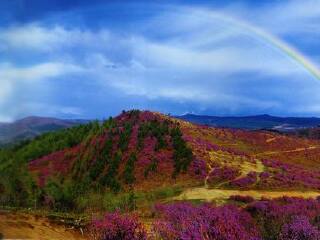 紫云岭森林公园