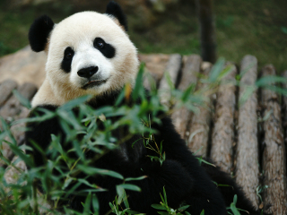 天目湖南山竹海