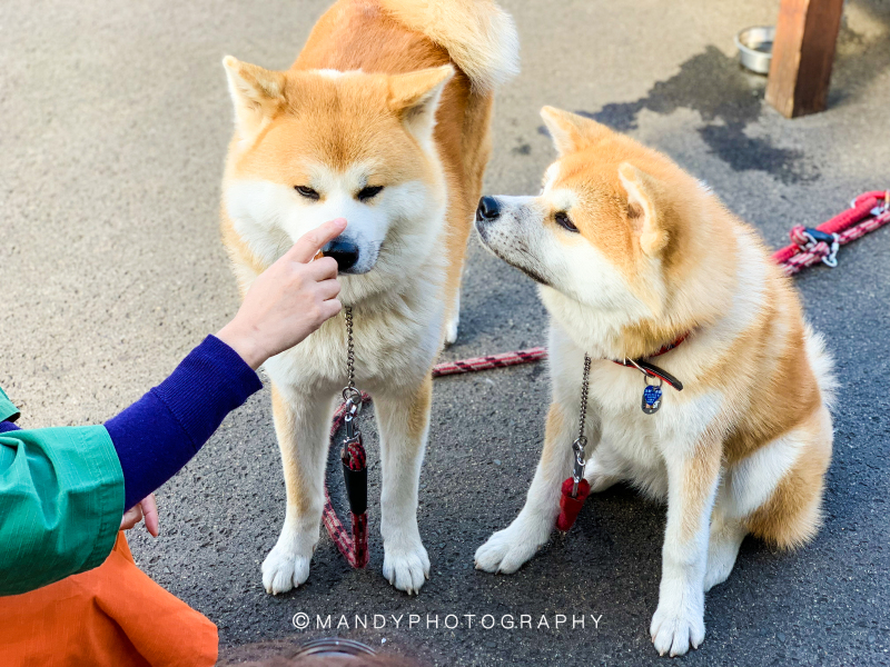 赴一场满山遍野的红叶和热气腾腾的温泉之约_秋田县游记_途牛