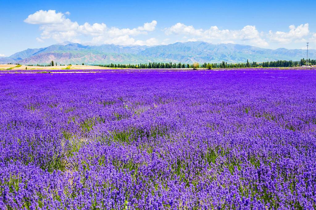 天朗气清,蓝天白云,初夏的午后的阳光炽热,微风徐徐,带着紫色光晕的