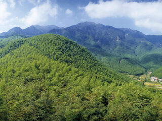 湖州安吉中国大竹海