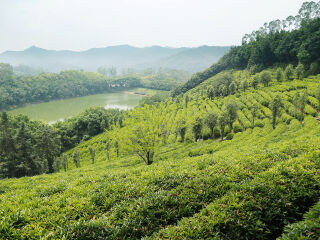 雁南飞茶田
