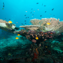 Underwater landscape. Sipadan island. Celebes sea. Malaysia.