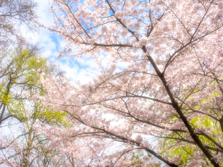 鸡鸣寺