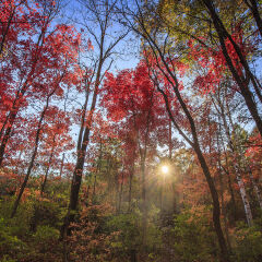 吉林舒兰红叶谷