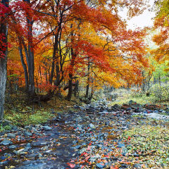 东北吉林红叶谷