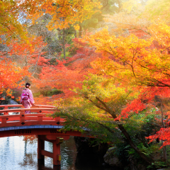 Wooden bridge in the autumn park, Japan autumn season, Kyoto Japan.