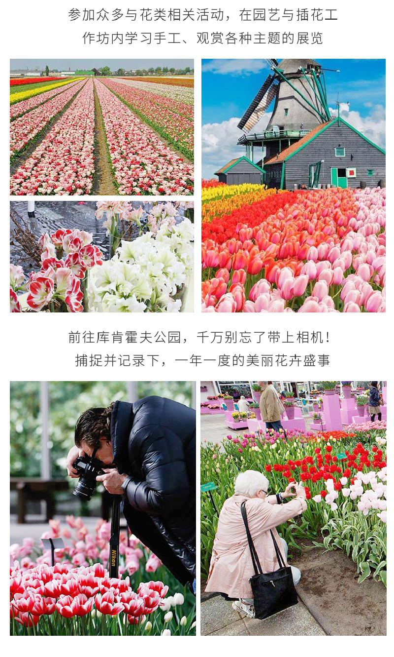 【荷兰】库肯霍夫公园郁金香一日游(可选门票