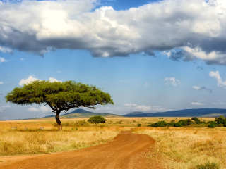 非洲狮野生动物园