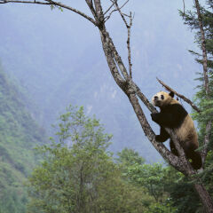 Panda Climbing Tree
