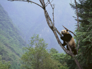四川卧龙国家级自然保护区