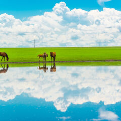 内蒙古呼伦贝尔市莫尔格勒河边上的马匹