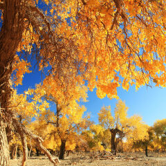 中国内蒙古胡杨林