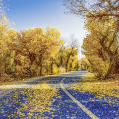 胡杨林落叶道路