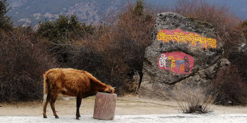 纳麦村图片