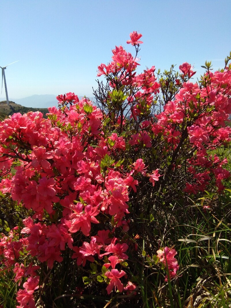 高岗满山开遍映山红