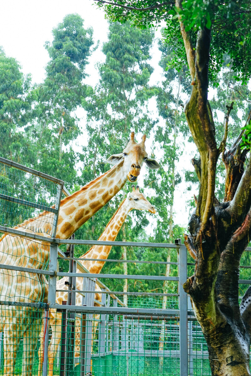 【途牛首发】东莞也有大熊猫啦,寮步香市动物园童心之旅