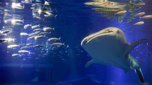 大阪海游馆丨就算没去过大阪 你也一定听说过这家水族馆 大阪海游馆 攻略 途牛