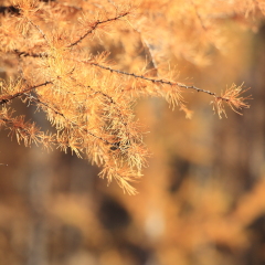 Autumn: golden pine leaves in Daxinganling Forest, China