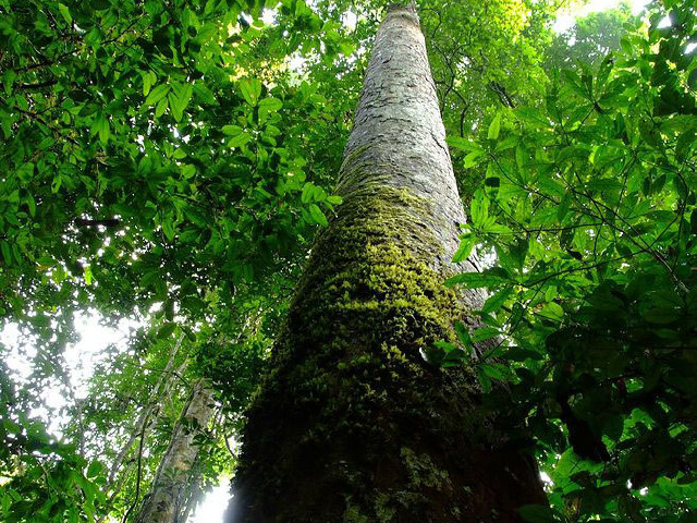 云南昆明+西双版纳4日3晚跟团游 真纯玩◆无限