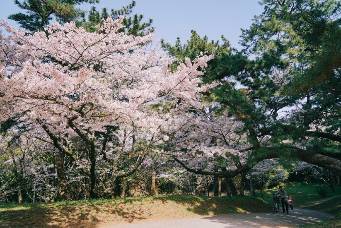 首发#【福冈】风中花枝多摇曳,九州门户赏樱花