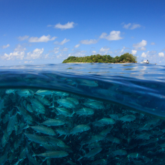 Sipadan Island, Jackfish school, half and half shot with sea and sky
