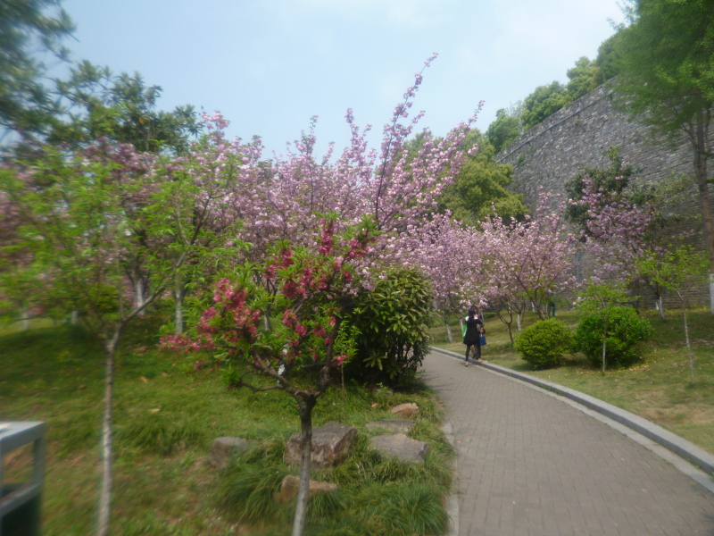 江苏南京游记33南京小桃园桃花美景