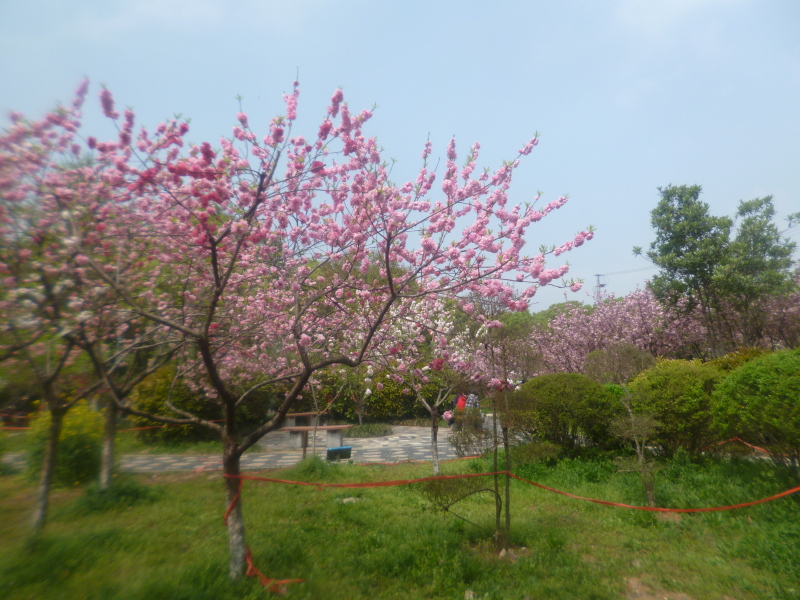 江蘇南京遊記33南京小桃園桃花美景