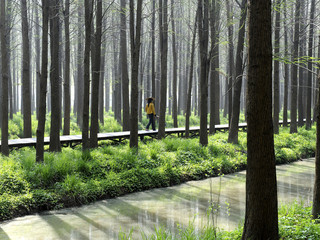 李中水上森林公园