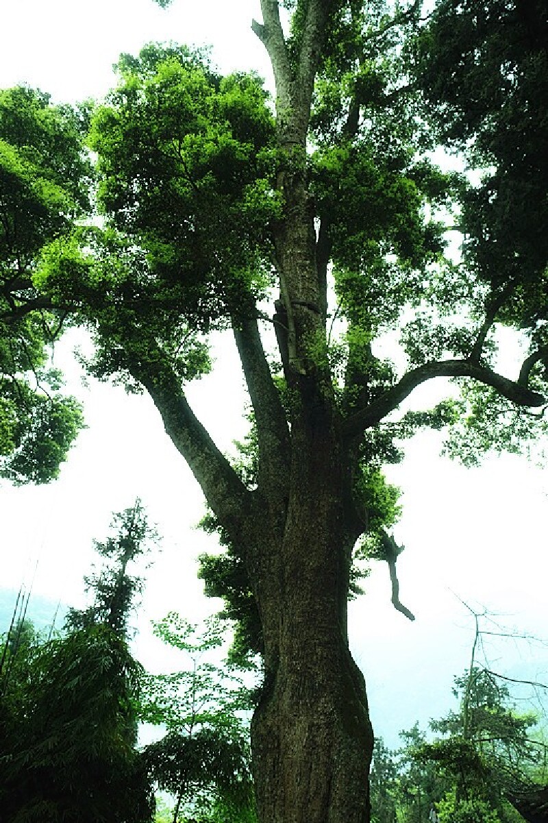 从万年寺去往白龙洞的路上,可以看见一棵树龄1000余年的桢楠树