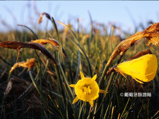 埃什特雷拉山自然公园