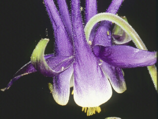 埃什特雷拉山自然公园