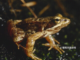 埃什特雷拉山自然公园