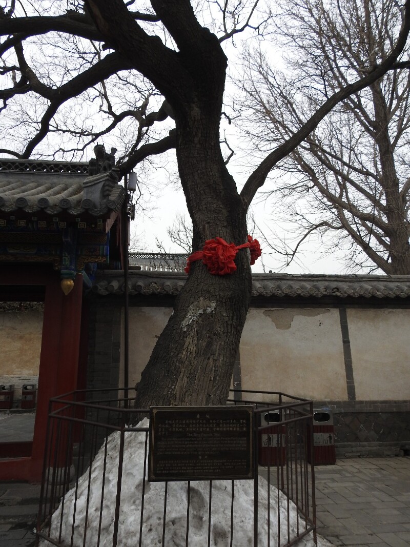 途牛首发重游蓬莱阁
