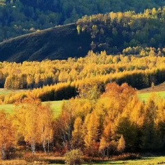 呼伦贝尔大草原
