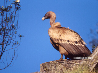 塔古斯国际自然公园