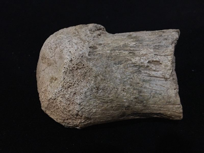 牛腿骨化石图片