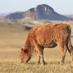 Grazing calf in a vast prairie, Inner Mongolia, Hebei, Mulan Weichang, China