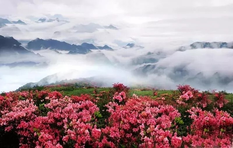 五一来袭!一路繁花,万亩杜鹃正绚烂,遂昌桃源尖等你来狂欢
