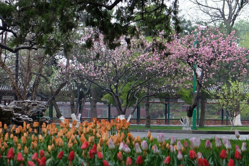 在中山公園賞花,除了滿目的彩色鬱金香花海,園