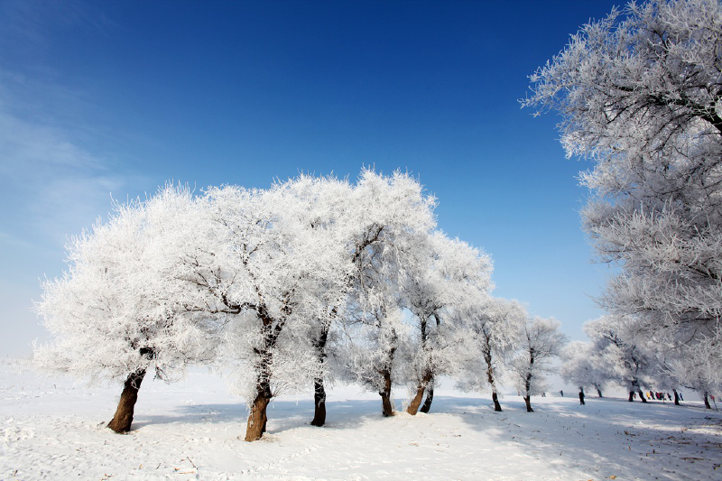 冬日必去之地吉林雾凇岛赏中国最美雾凇