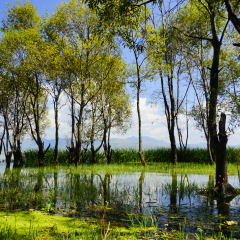 Yunnan Dali Erhai Sea Park Park spider
