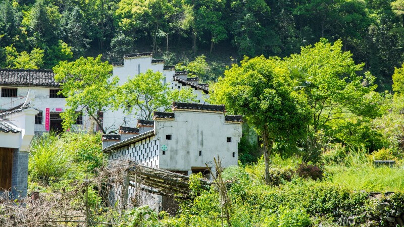 猎艳行动#游石台牯牛降,在山野幽居