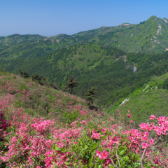 2018湖北云雾山初春
