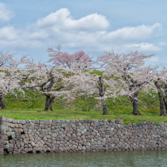 Beautiful full blooming of Cherry blossom trees at Goryokaku park, Hakodate, Japan.