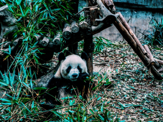 大熊猫繁育研究基地