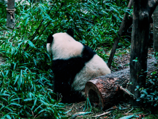 大熊猫繁育研究基地