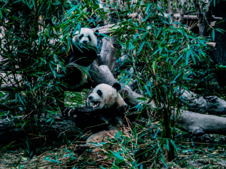 大熊猫繁育研究基地