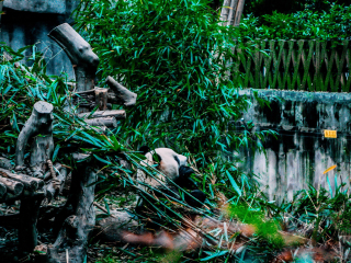 大熊猫繁育研究基地